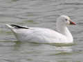 Ross's Goose